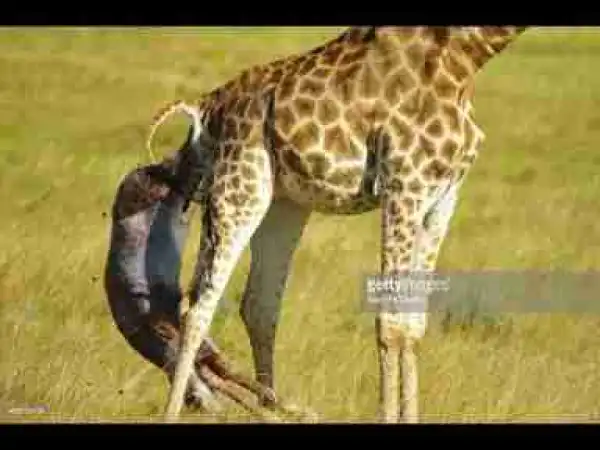 Video: Top 10 Animals with Longest Gestation Period || Animals giving birth || Soul of Mom